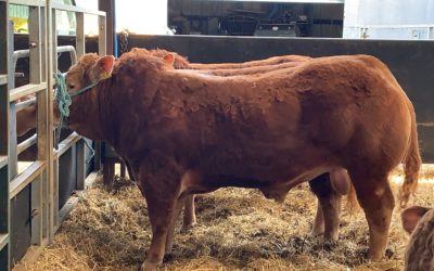 Spring Bull Sales, plenty of bulls available…..